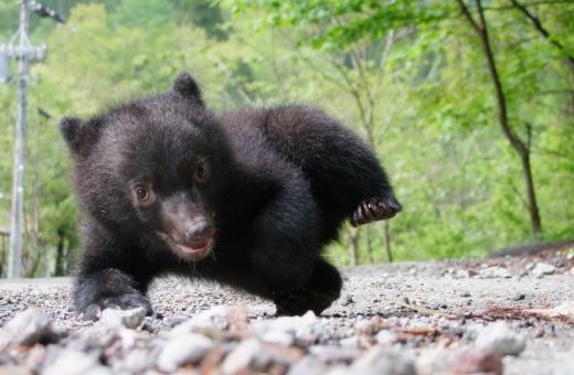 動物の中で一番、クマが好き。6歳までは寝る時はいつもテディベアと一緒だったし、元彼にもらった大きなクマのぬいぐるみは今も部屋にいる（笑）「奥飛騨クマ牧場」では、クマにエサやり体験ができたり、可愛らしい子グマと記念撮影をすることもできました。こんなにクマを間近に見たのは初めてかも。クマって日本にいる野生動物の頂点にいて、実際は怖いはずなのに、コロンとしてて、手足が短くて胴長で、毛もふさふさで可愛くて、そして大きくて力持ち。ワタシの理想のタイプは、やっぱりクマみたいな人。