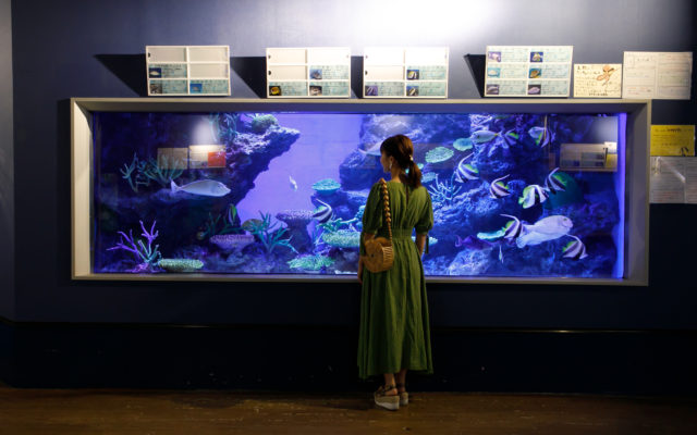 ユニークなPOPで話題沸騰中の『竹島水族館』で夜の魚たちの世界を覗こう！