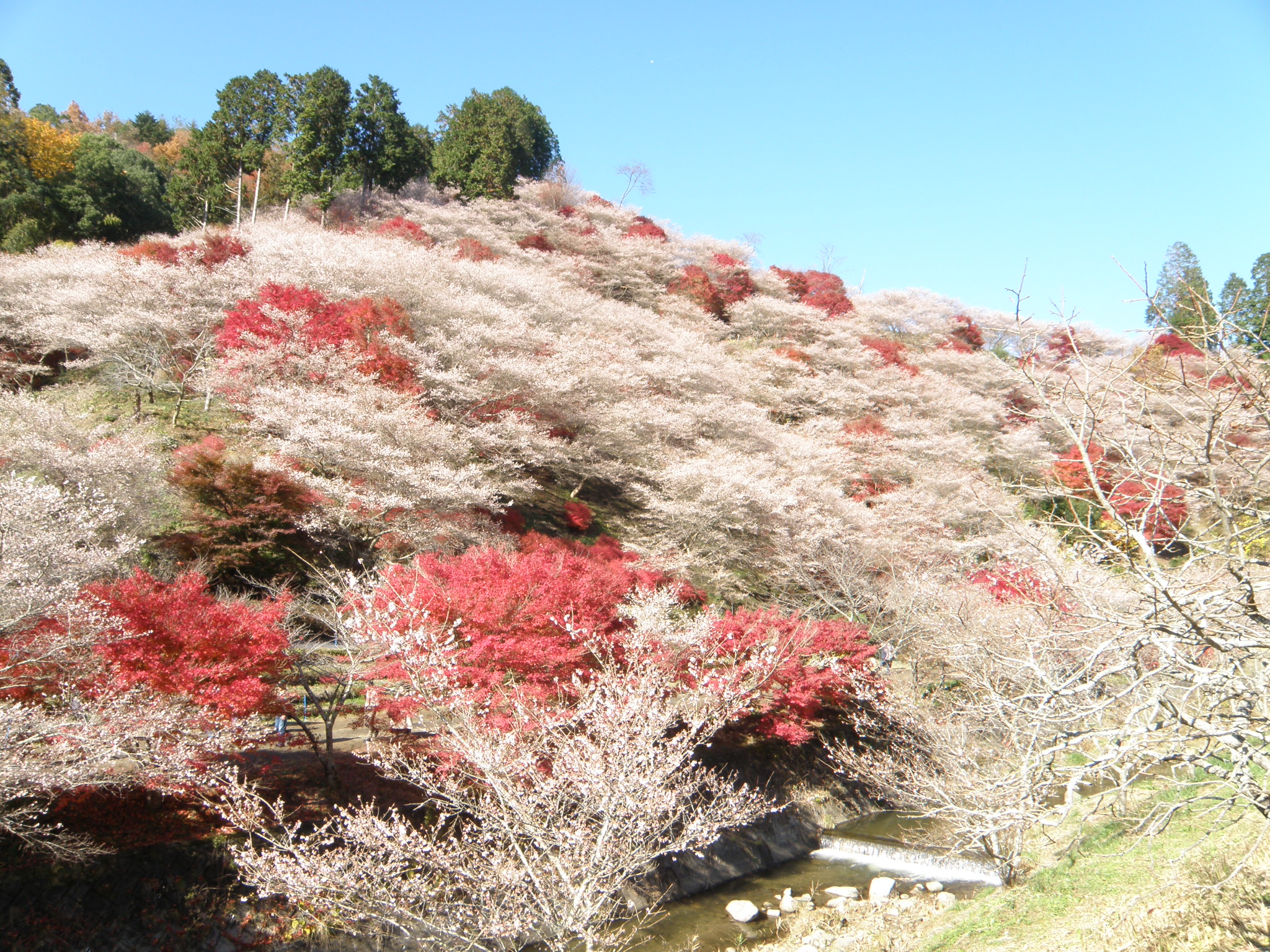 11 1 紅葉シーズン本格化 桜との奇跡のコラボ 超名所ライトアップなど 一生に一度は行きたい秋の絶景5選 Nagoya ナゴヤドット