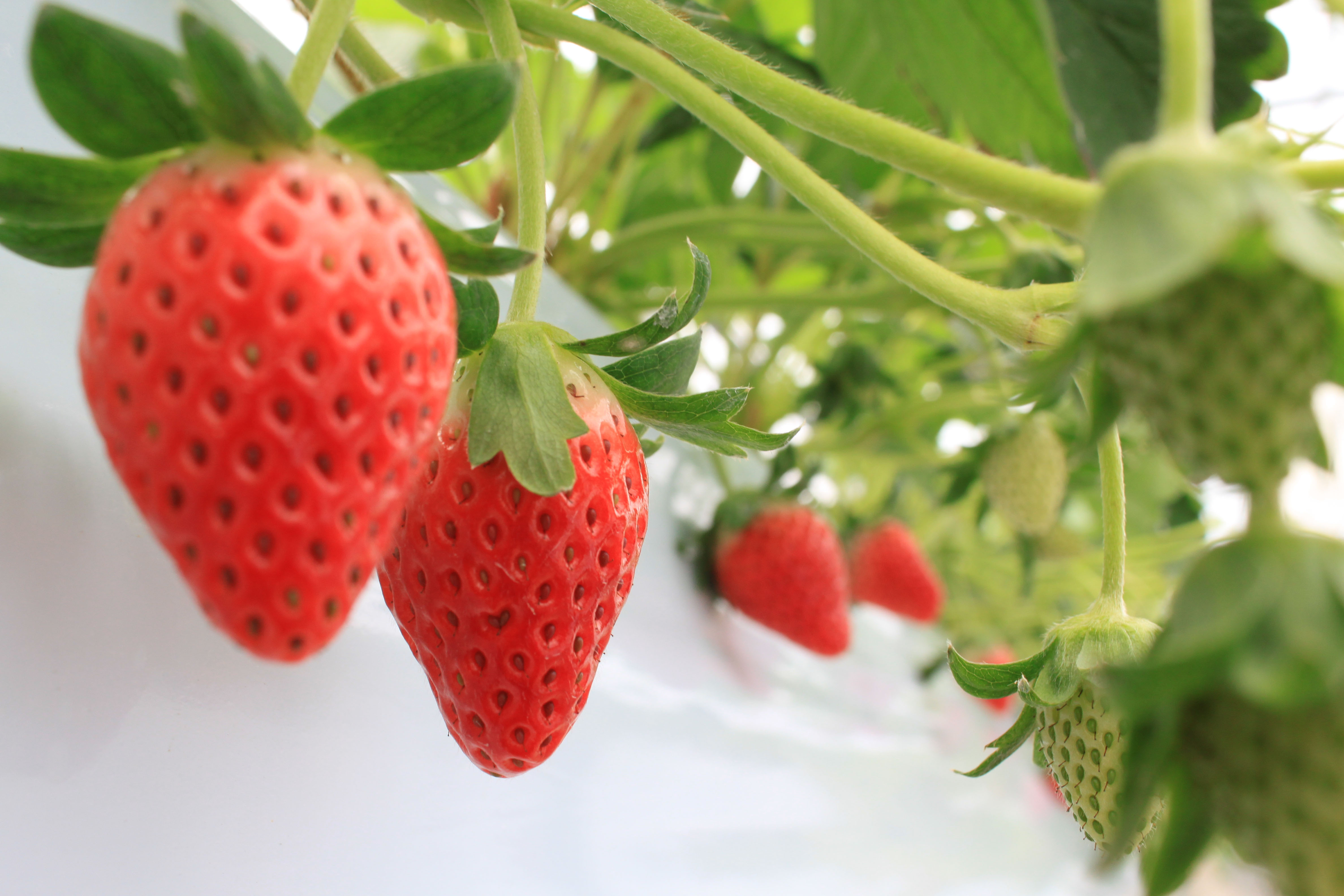 12 1 トップパティシエ辻口博啓が手がける農園で 甘くて新鮮ないちご食べ放題 Nagoya ナゴヤドット