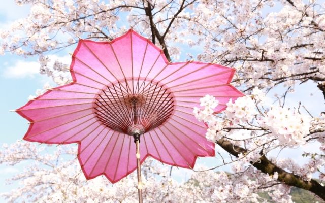【地元応援】SNSで話題の桜和傘！春の門出をお祝いできなかった人へ格安レンタル実施中!!