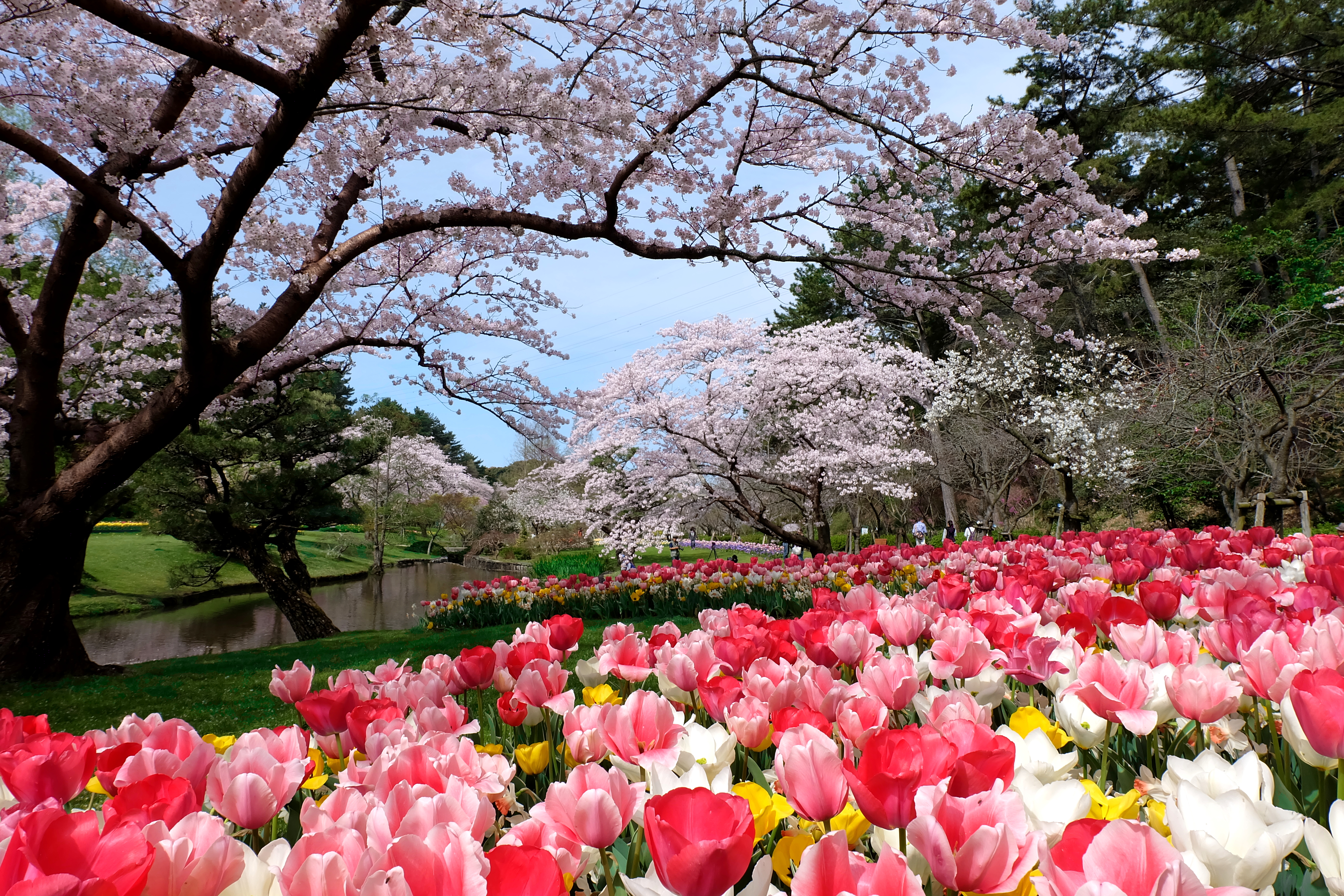 浜名湖花フェスタ21開催 街中で季節の花がお出迎え レイクタウンを彩る春の祭典へ出かけよう Nagoya ナゴヤドット