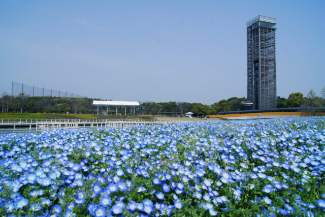 浜名湖花フェスタ21開催 街中で季節の花がお出迎え レイクタウンを彩る春の祭典へ出かけよう Nagoya ナゴヤドット