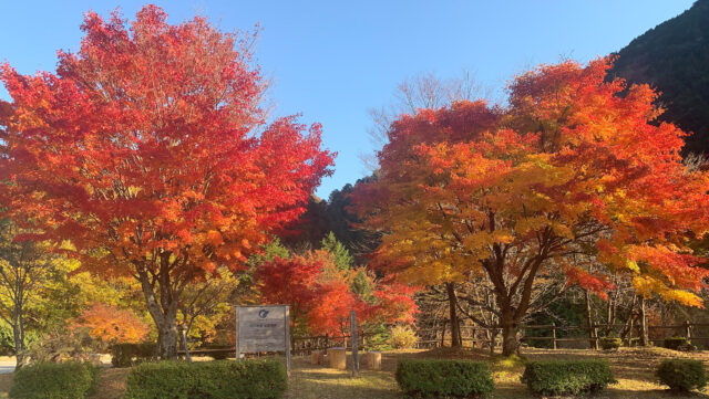 岐阜 中津川で秋を楽しむ 紅葉 絶景ドライブコース21 宿泊は話題のグランピング Nagoya ナゴヤドット