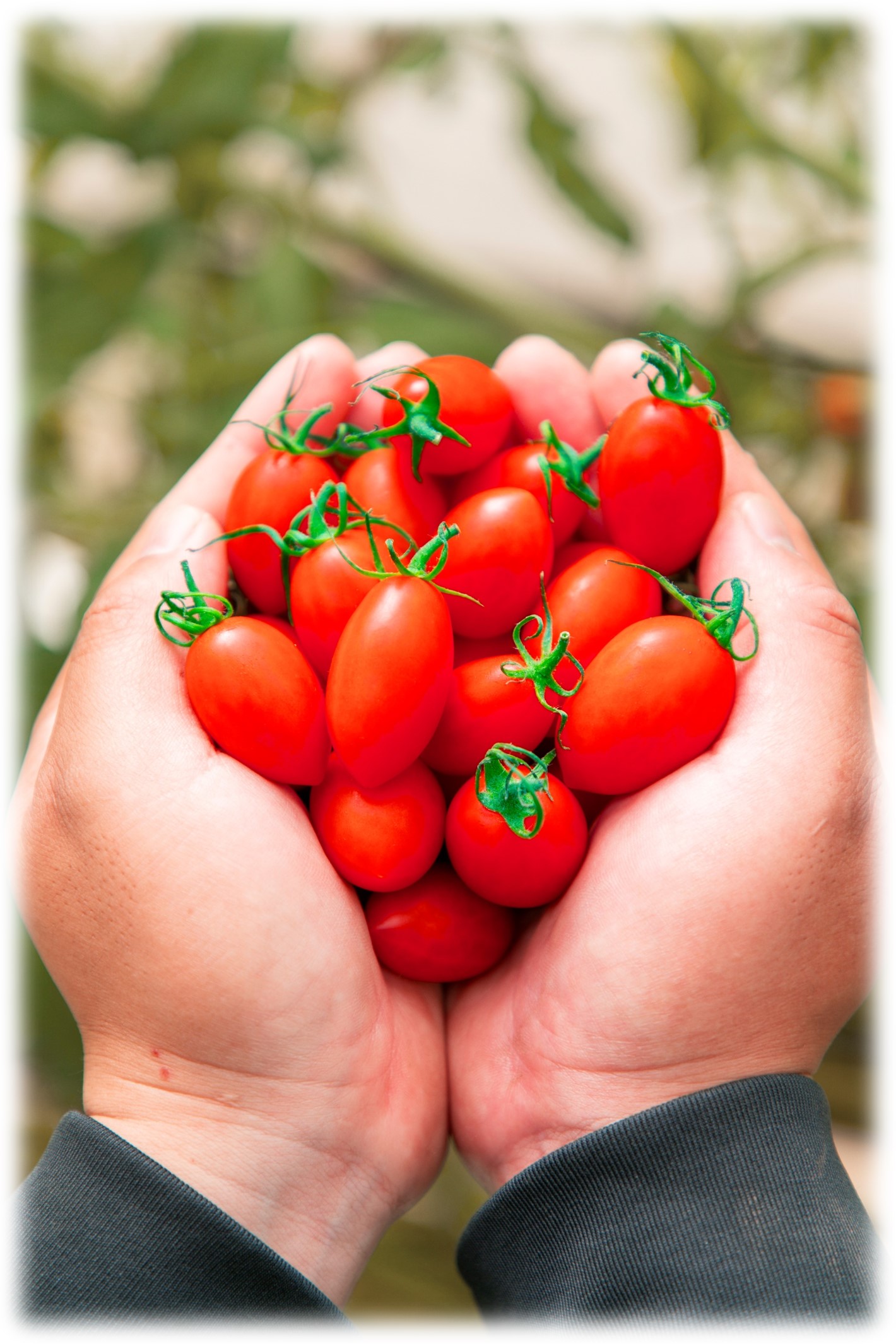 中部エリア初の常設店「OSMIC FIRST ラシック店」オープン！高糖度の