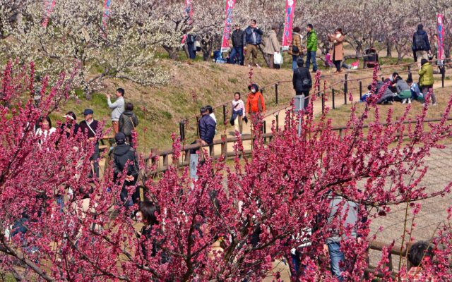 【知多市】佐布里池梅まつりが今年も開催中！今だけ約6,000本の梅に癒される旅