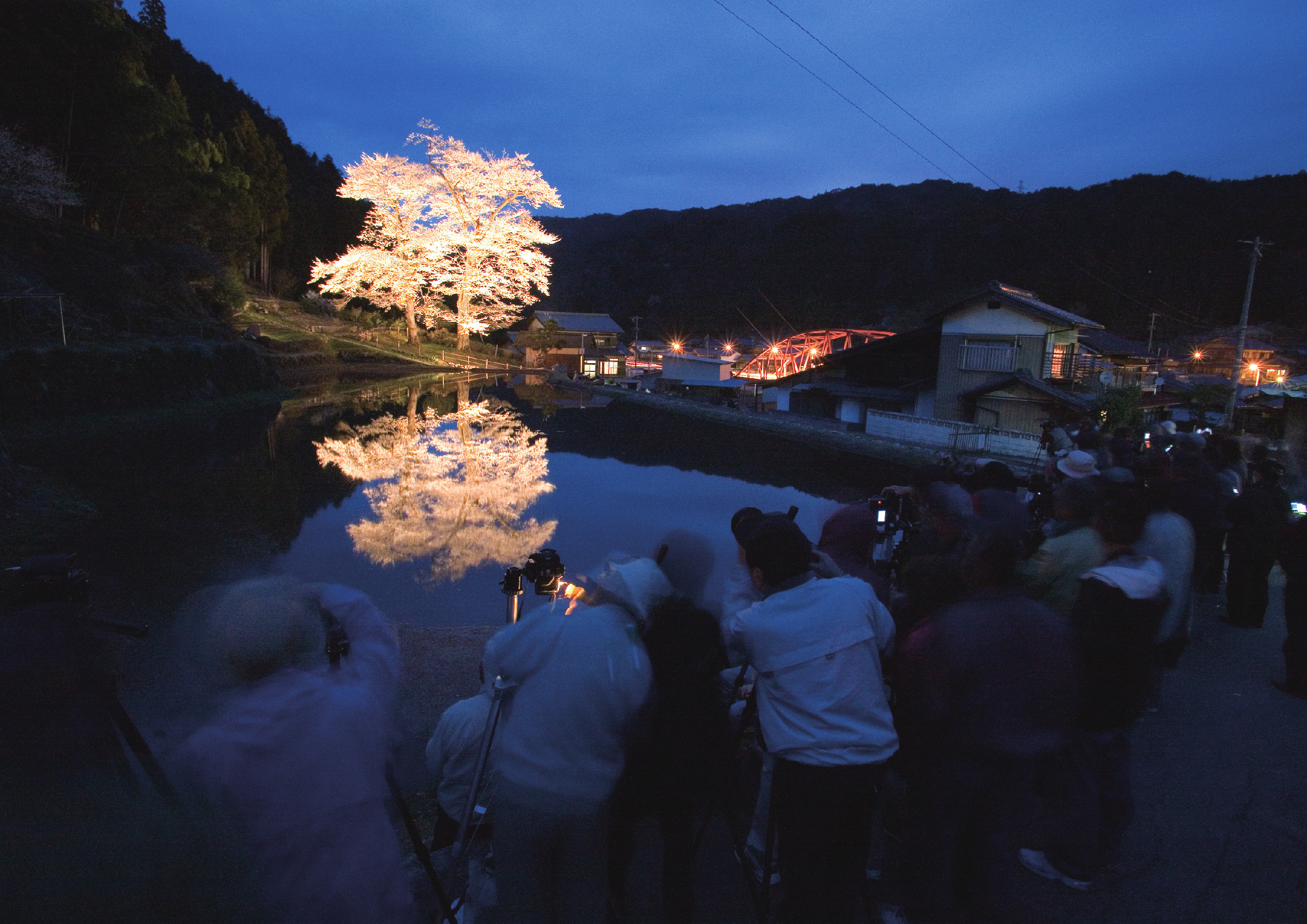 岐阜・下呂市】美しく色づく里山とグルメを楽しむ！樹齢400年以上の桜 