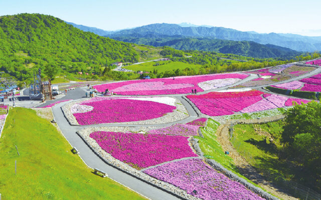 【茶臼山高原】40万株の芝桜が織りなす天空の花回廊へ【5/13～】芝桜祭りも
