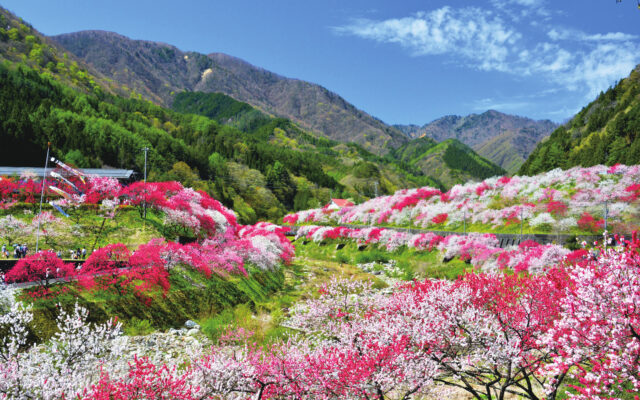 【阿智村】花桃まつり開催！南信州の温泉街を彩る花桃のグラデーションに癒されて