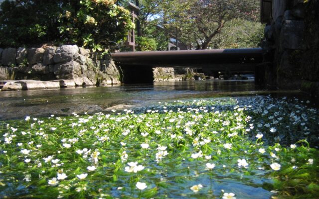 【滋賀・米原】情緒ある『醒井宿・地蔵川』で清らかな川面に咲く梅花藻の花を満喫