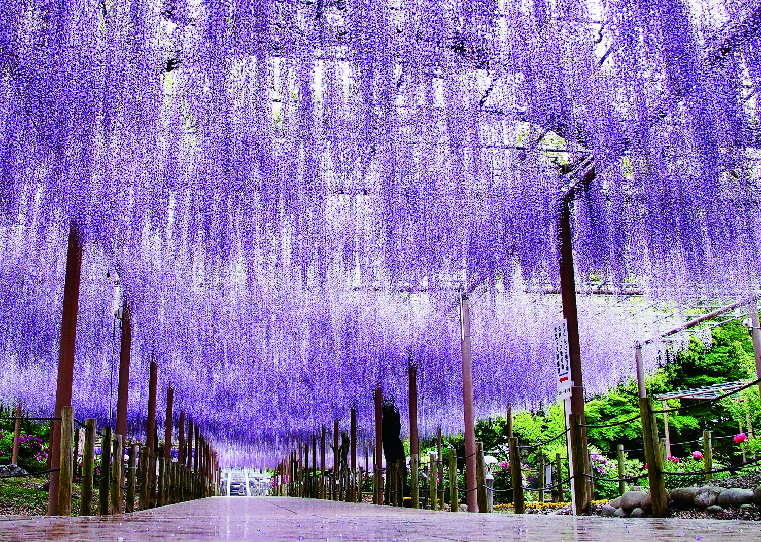 愛知・江南】藤の名所『曼陀羅寺公園』で色とりどりの藤と文化の競演を