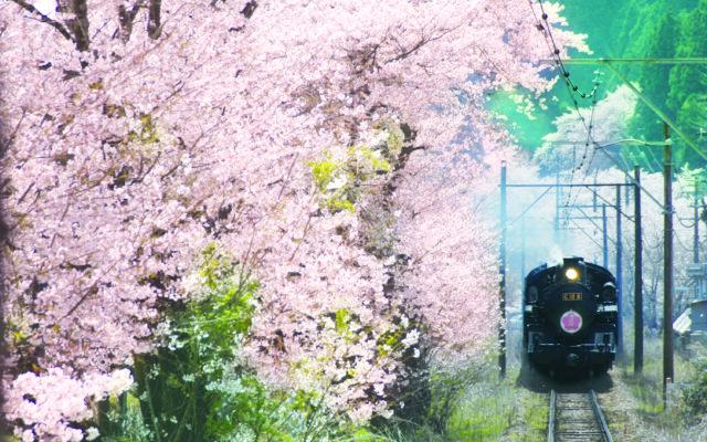 【静岡・島田市】大井川鐵道で行く『家山の桜トンネル』レトロな列車に乗り春の絶景旅
