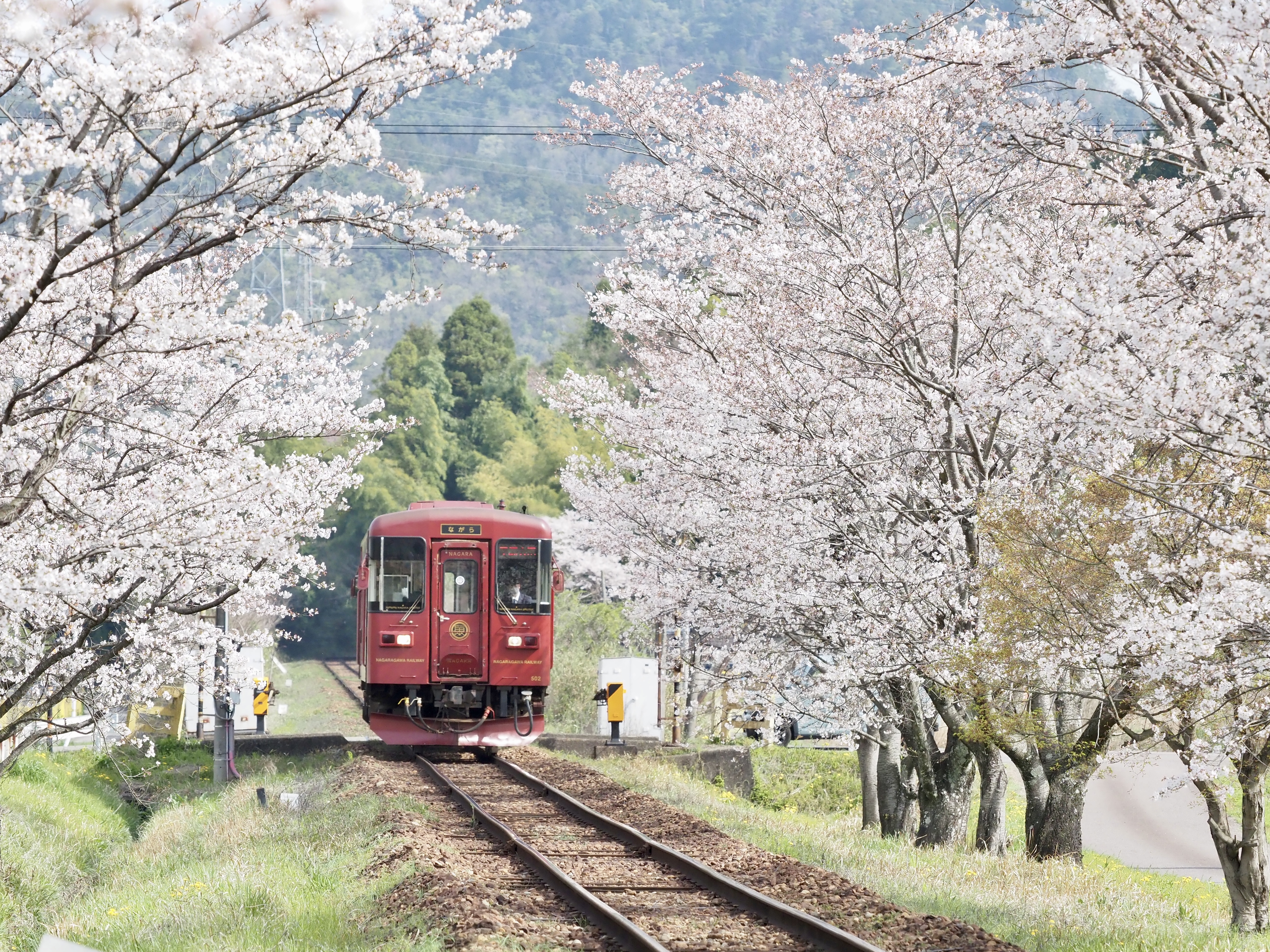 名桜からSL体験まで今春に行きたい岐阜のローカル鉄道の旅！お得な
