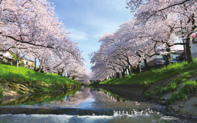 迷ったらココ！名古屋発の桜名所10選‼絶景も穴場も定番も2026春のお花見まとめ