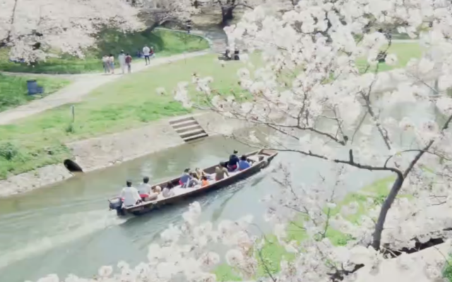 今春も岡崎城下舟そび！日本さくら名所100選の桜並木を川から見上げる[3/21～]