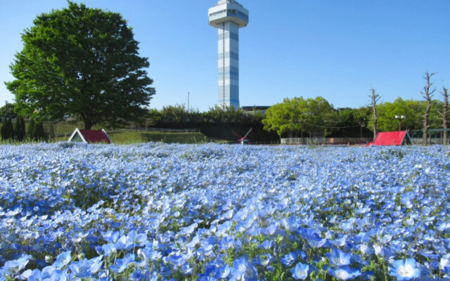 まるで森の妖精⁉青の絶景ネモフィラと木曽三川公園GWの花畑×マルシェ開催情報