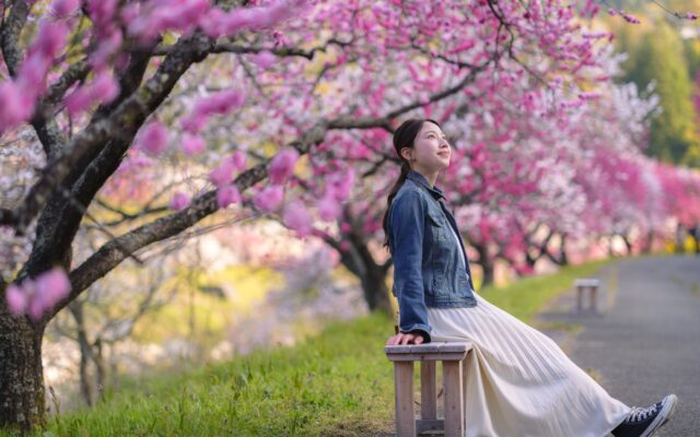 まるで異世界な阿智村の花桃まつり！赤白ピンク1万本が咲き誇るGWの絶景4/15～