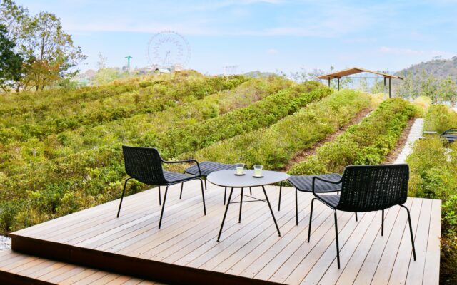 8年越しの新茶が遂に解禁！浜名湖を望む絶景茶畑で自分だけの究極の一杯を4/28～