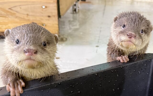 5/23は世界カワウソの日！南知多ビーチランドで赤ちゃんカワウソのガイドやパネル展など