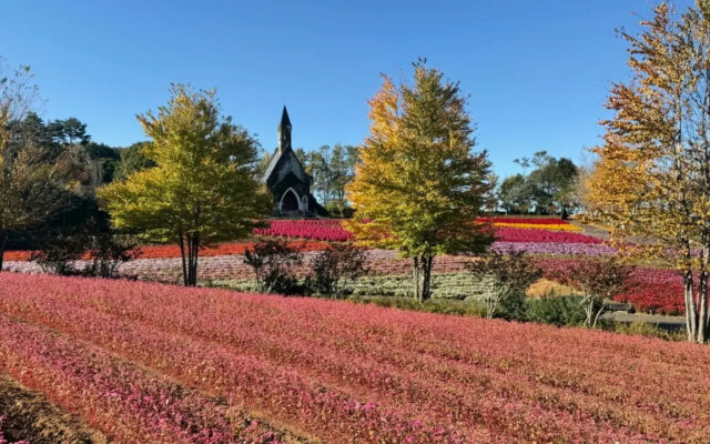 [名古屋から1時間40分]ひるがの高原の秋の花畑がフィナーレへ！見頃は10/18頃まで