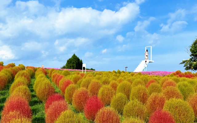 名古屋から2時間弱！びわこ箱館山で約8000株のコキアが色づく今しか見れない秋の絶景